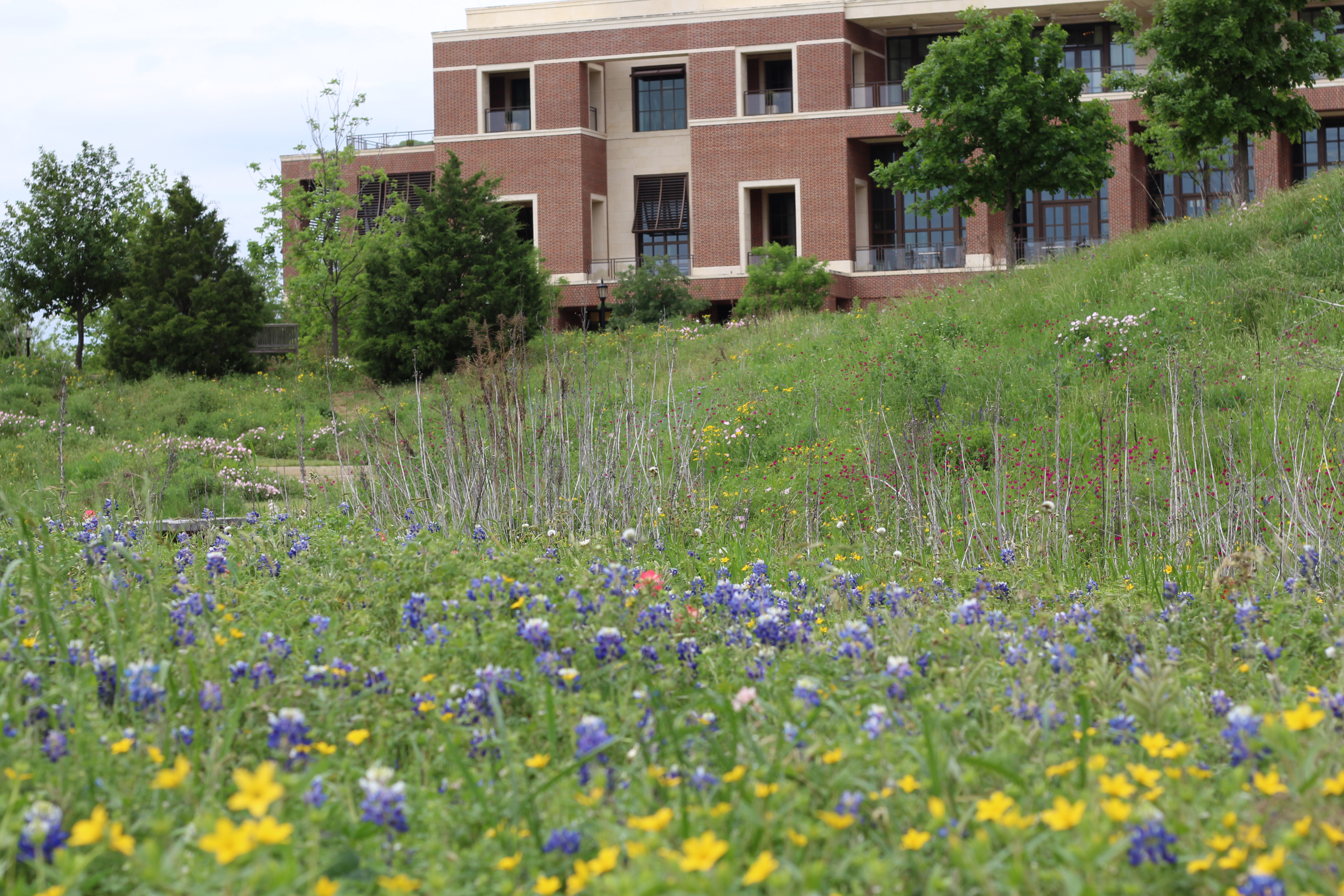 A picture of bluebonnets in front of the George W Bush Library and Museum
