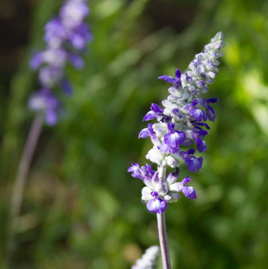 A close-up picture of Bluebonnets, a native Texas flower