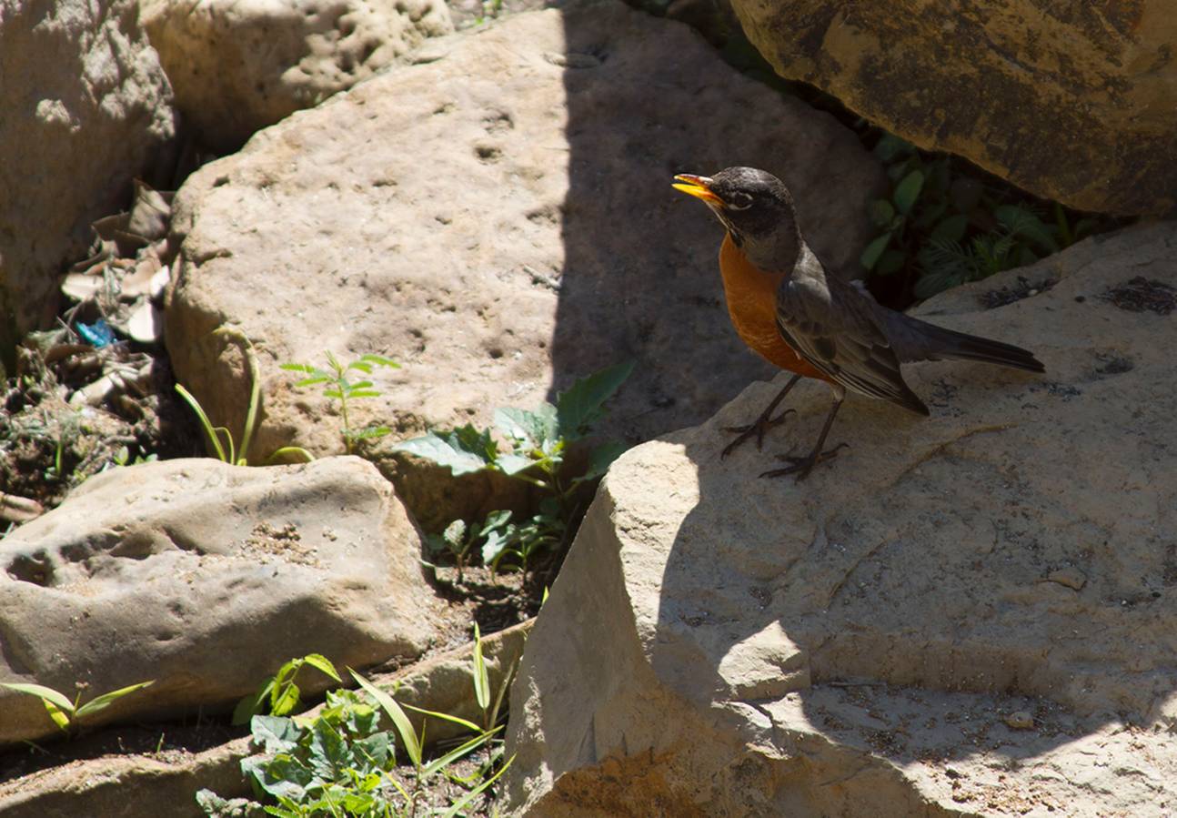 A close-up picture of a Robin living in the Native Texas Park on the grounds of the George W Bush Library and Museum