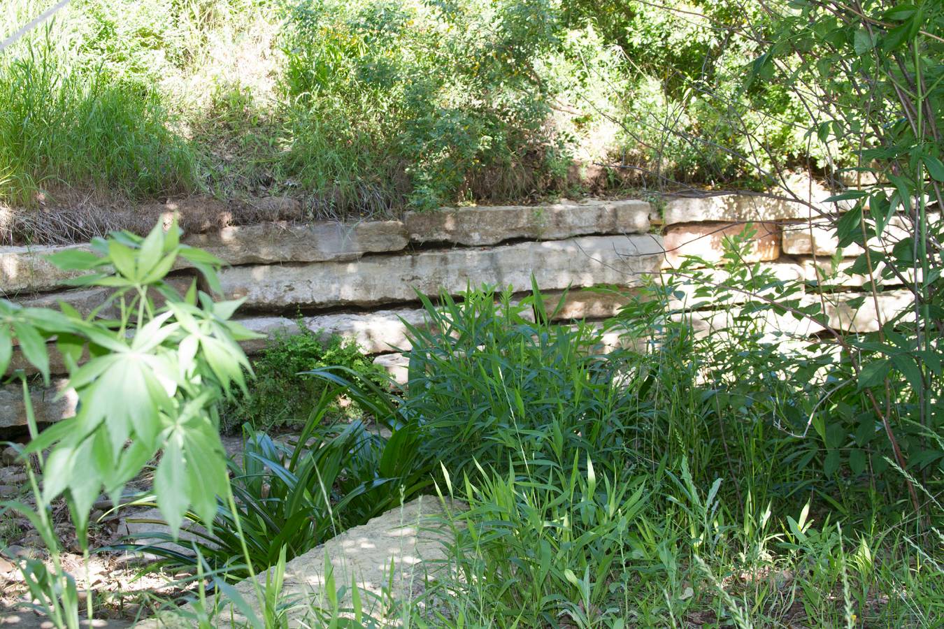 A view of native prairie plants and a rock wall on the grounds of the George W Bush Library and Museum