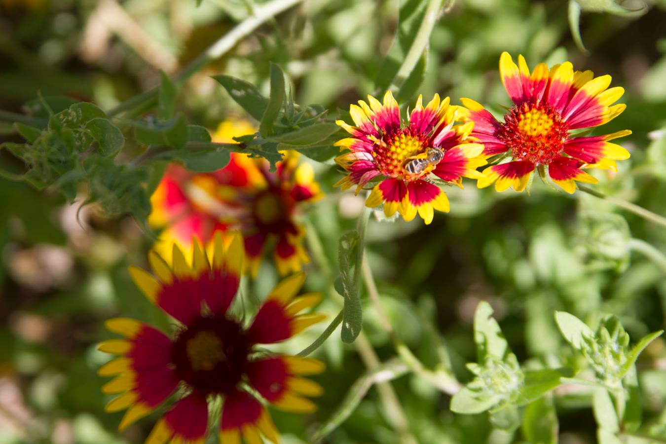 An up close view of native Texas wildflowers on the grounds of the George W Bush Presidential Center