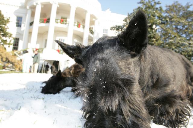 Barney and Miss Bealey, the Bush family dogs, sniffing in the snow on the White house lawn, photo courtesy of the Bush family.